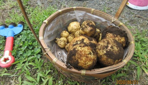 お芋掘り🥔