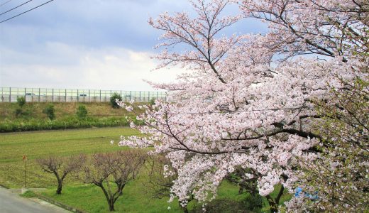 春が来た、桜満開♪