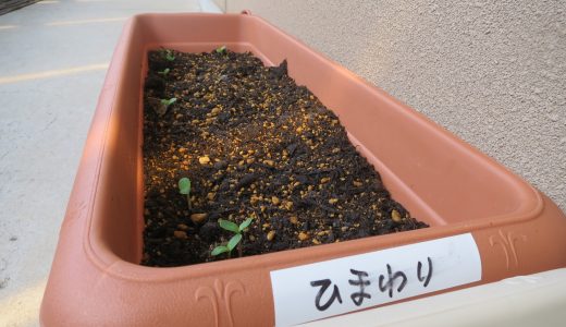 5月種植え🌻