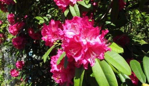 🌸苑内散歩🌸