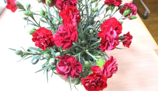 🌹母の日🌹
